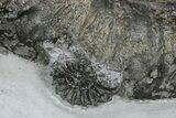 Spiny Jurassic Ammonite (Apoderoceras) Fossil - England #243511-3